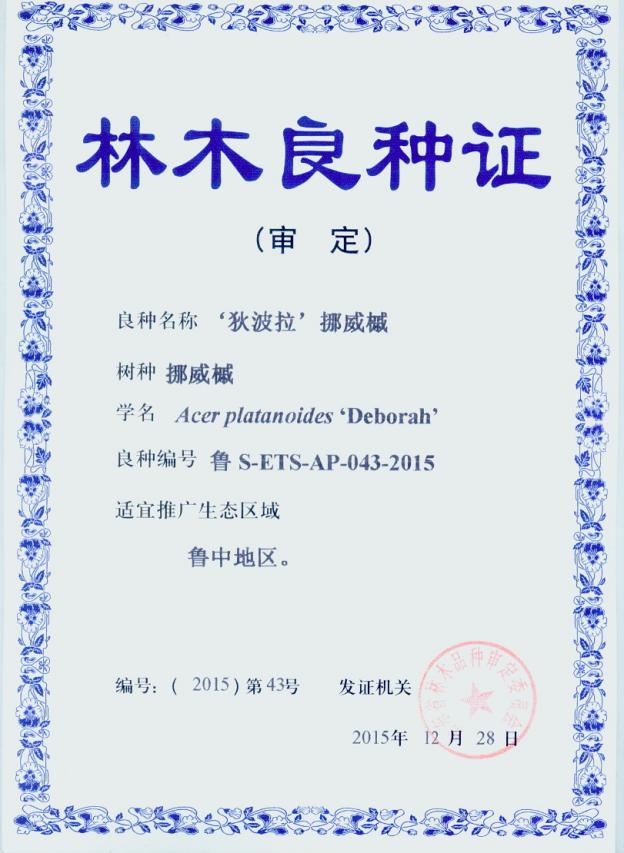 14 .林木两良种-‘狄波拉’挪威槭
