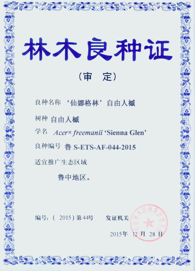 15.林木良种-仙娜格林’自由人槭